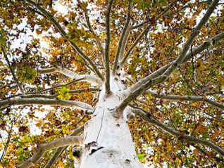 Wie lässt sich beim Dachgeschossausbau ein zweiter Rettungsweg sicherstellen, wenn ein Straßenbaum das Anleitern verhindert?