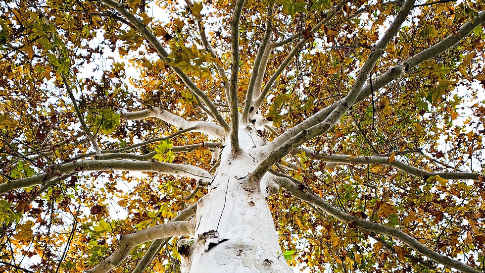 Wie lässt sich beim Dachgeschossausbau ein zweiter Rettungsweg sicherstellen, wenn ein Straßenbaum das Anleitern verhindert?