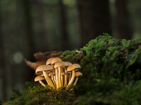 mushrooms-adega.jpg