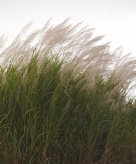 grass in wind pexels-totallyoutofframe-34765368.jpg