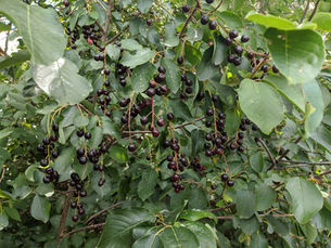 The Most Common Native Cherry in CO