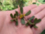 Stem of purslane with leaves, flowers, and seed capsules held in a hand.