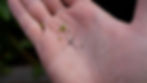 A seed capsule of purslane opened on the palm of a hand to reveal many tiny black seeds.