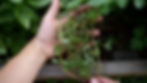 Hands holding purslane picked from a garden bed.