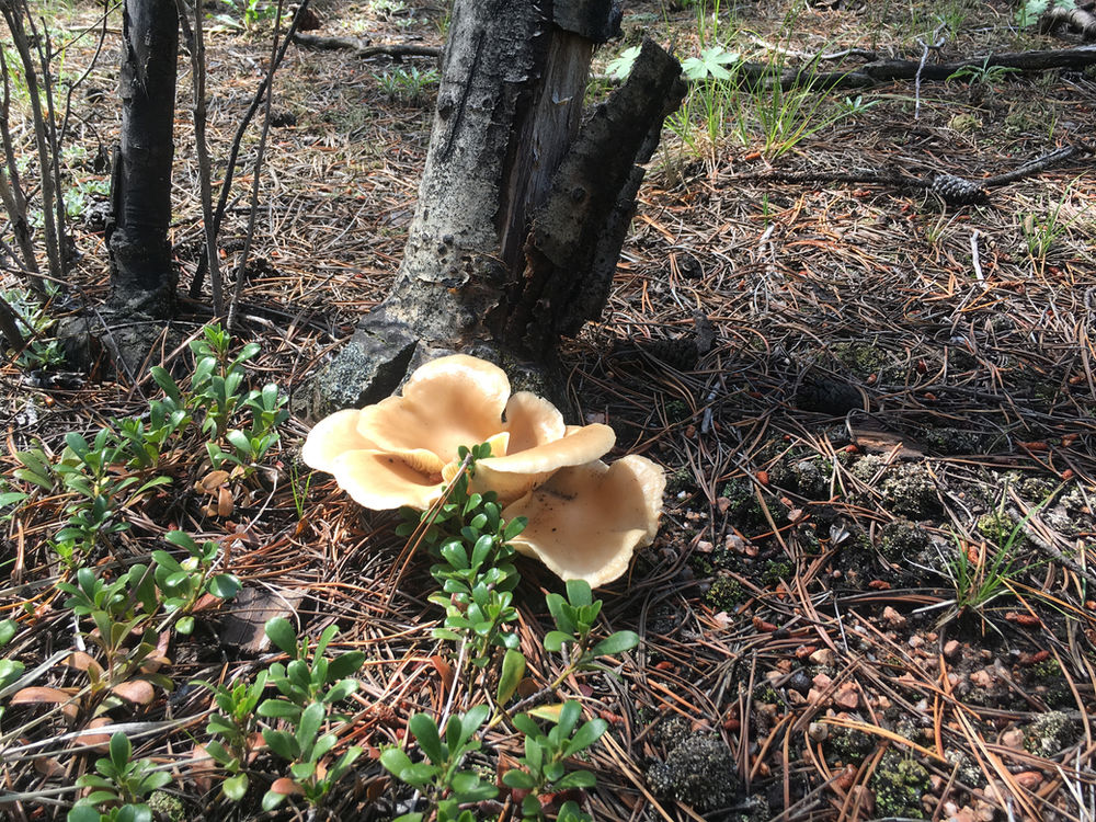 Oyster Mushrooms, Pleurotus species