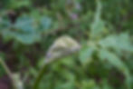 Cow parsnip flowers emerging from the flower stalk.