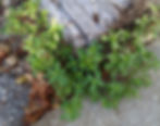 Purslane growing next to a wooden beam and concrete sidewalk.