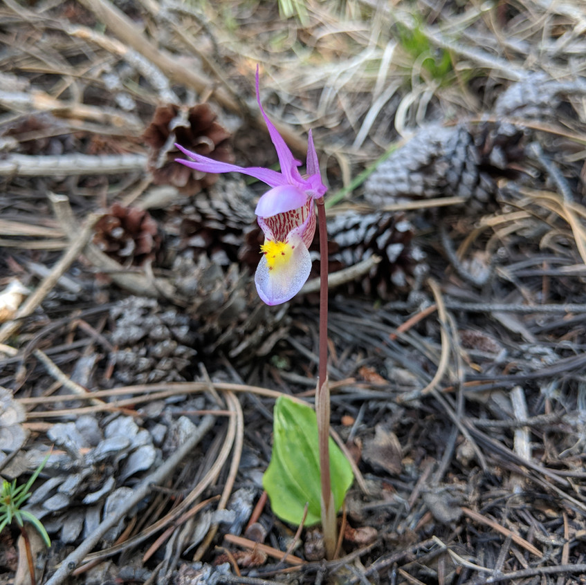 Finding Black Morels in Colorado