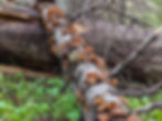 A large fruiting of wood ears on a fir log in Colorado.