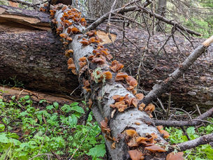 Foraging Wood Ear Mushrooms, Auricularia americana