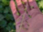 The heart-shaped seed pods of shepherd's purse, and its namesake.