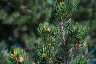Ever Eat A Pine Tree?