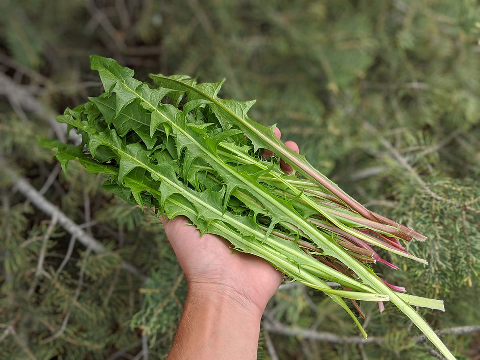 Dandelion leaves.