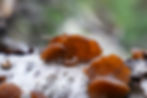 The smooth underside and matte textured topside of wood ear mushrooms.