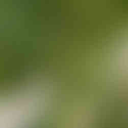 Clusters of immature curly dock flowers.