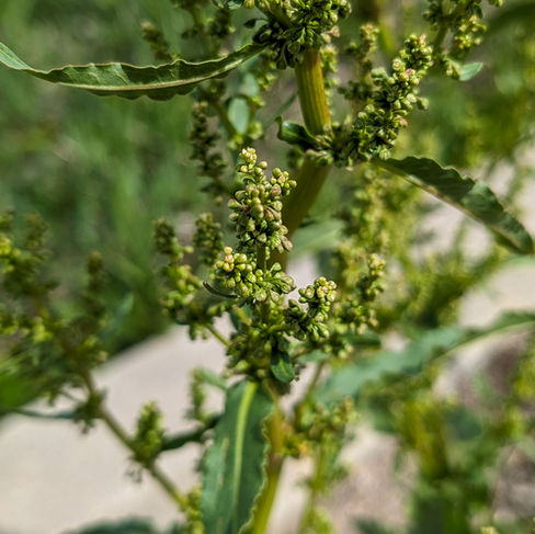 Clusters of immature curly dock flowers.
