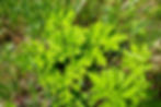 The leaves or cow parsnip and giant angelica.