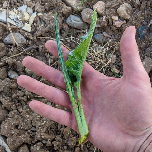 Rolled immature leaves of curly dock.