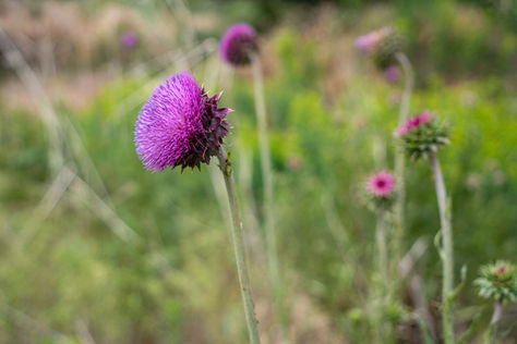 Eating Invasive Thistles: How to Forage Musk Thistle