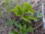 The newly emerging leaves of cow parsnip.