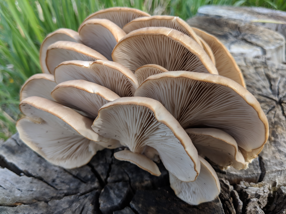 Oyster Mushrooms, Pleurotus species