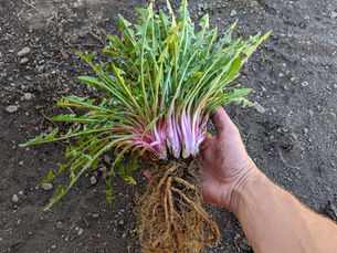 Foraging and Eating Dandelions
