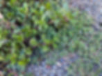 Purslane (left) growing next to a common look-alike, spotted spurge (right).