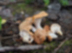 A small cluster of hedgehog mushrooms.