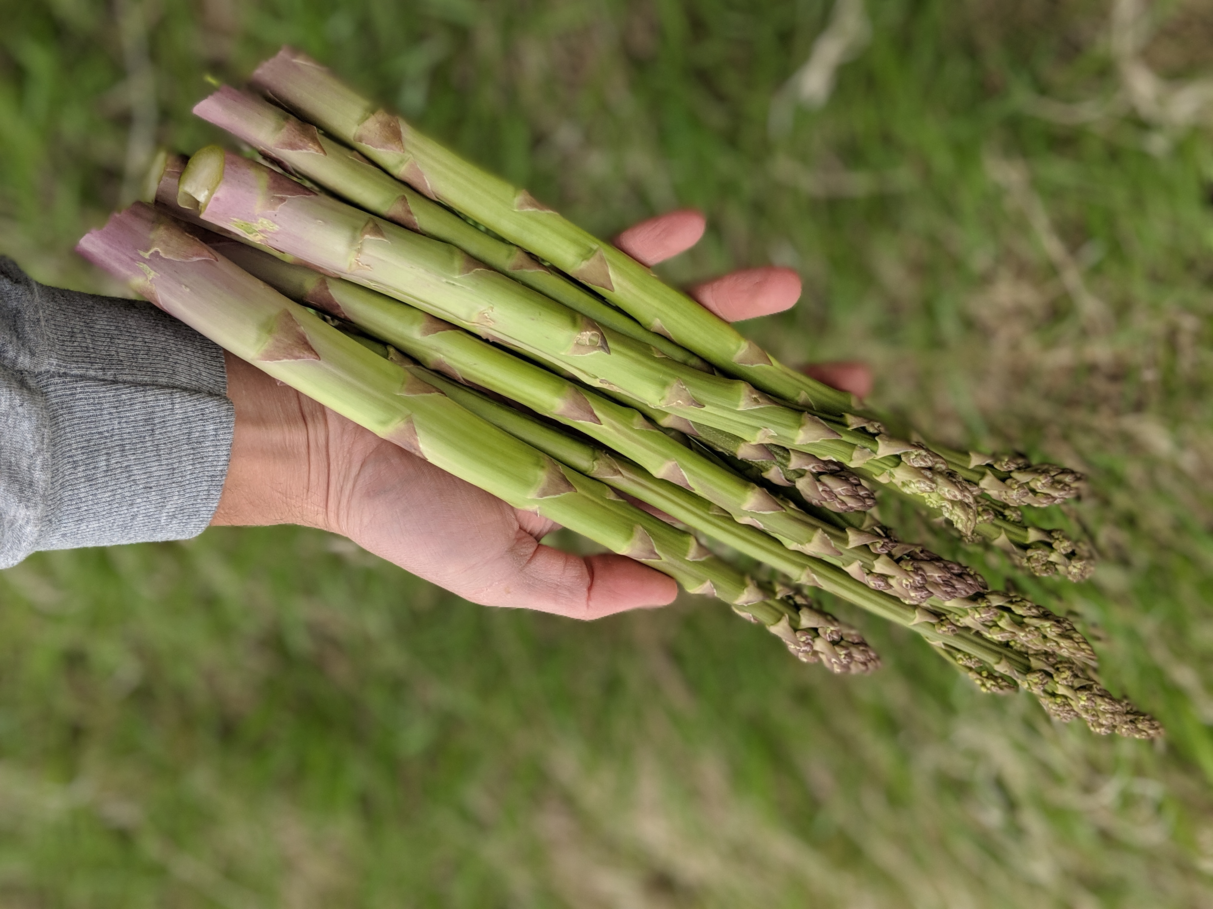 Stalking The Wild Asparagus by Euell Gibbons Stalking The Wild Asparagus by Euell Gibbons