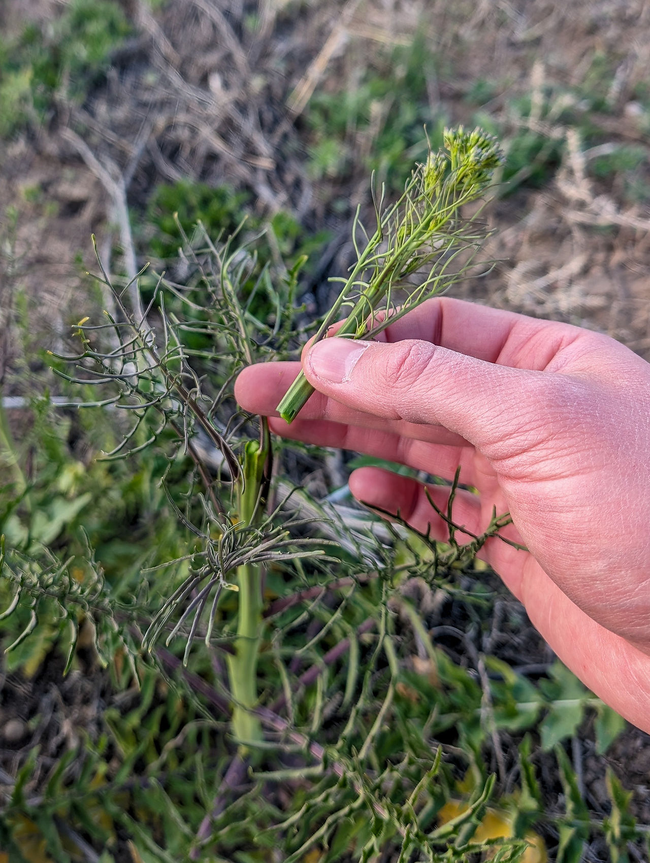 Broken off flower stalk.