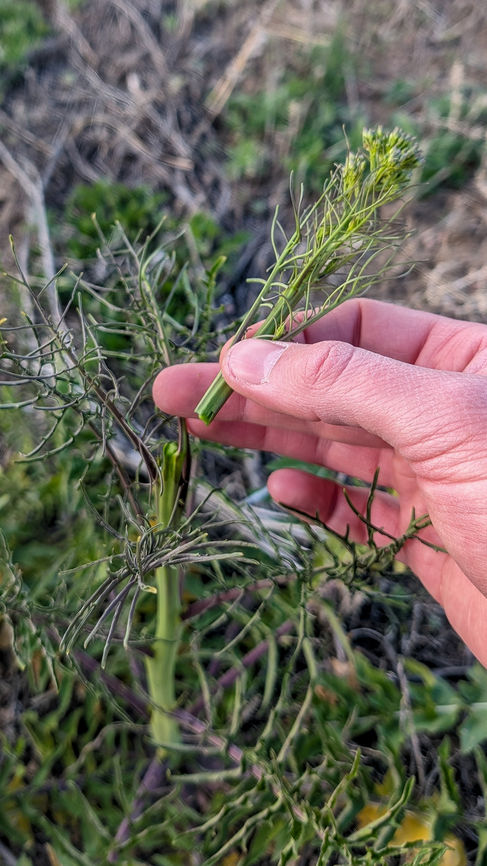 Broken off flower stalk.