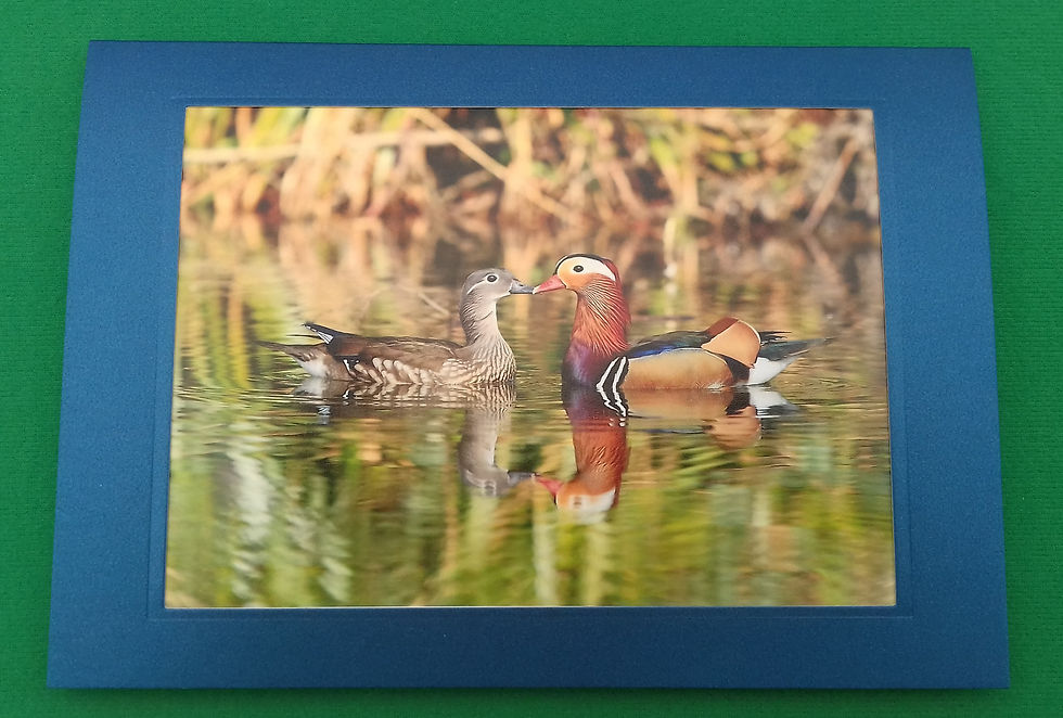 Mandarin Pair