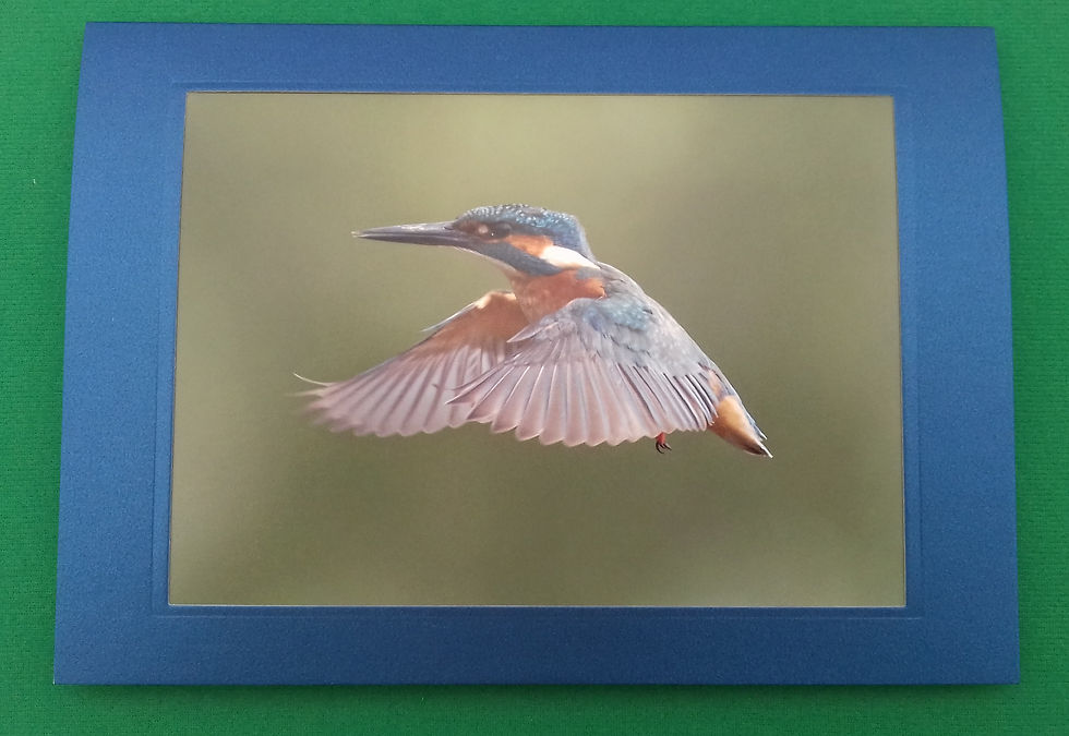 Kingfisher in flight