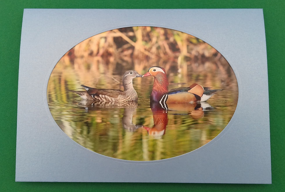 Mandarin Pair