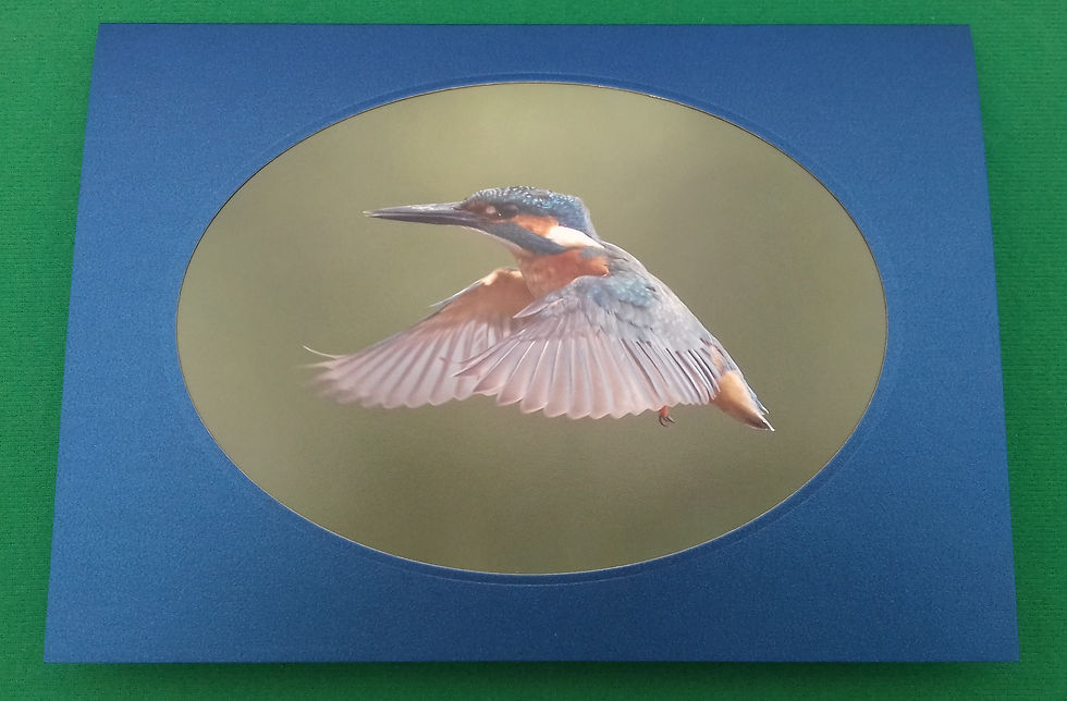 Kingfisher in flight