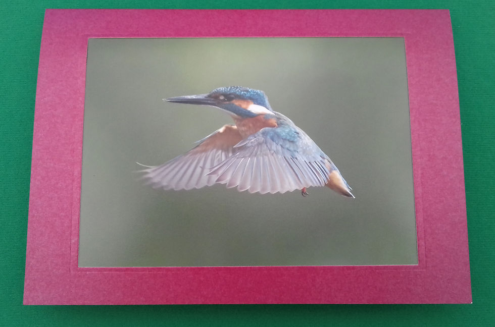Kingfisher in flight