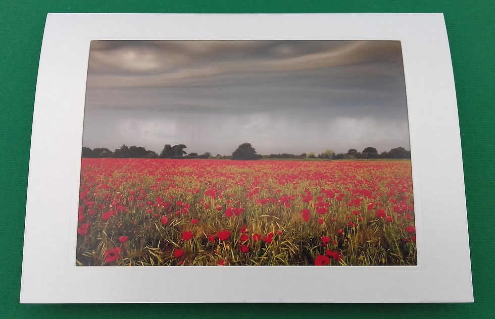 Poppies near Felixstowe