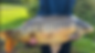 Large 29lb mirror carp caught by Cameron, Life Gear Lab Wall of Fame