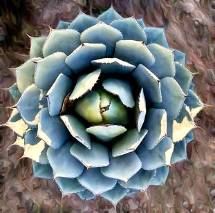 Succulents 7.jpeg