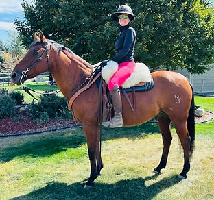 Bay Quarter horse being ridden by trainer