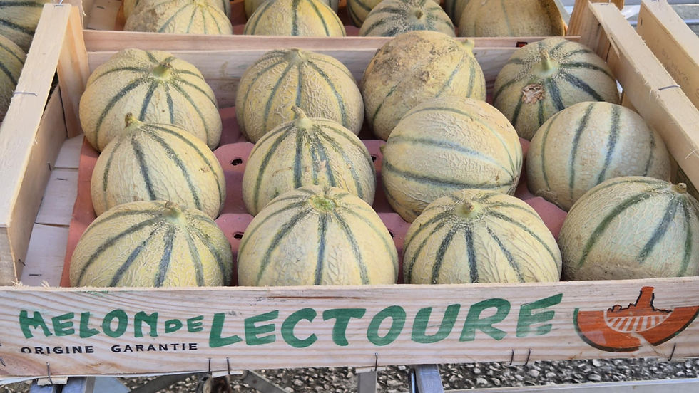 melon de Lectoure