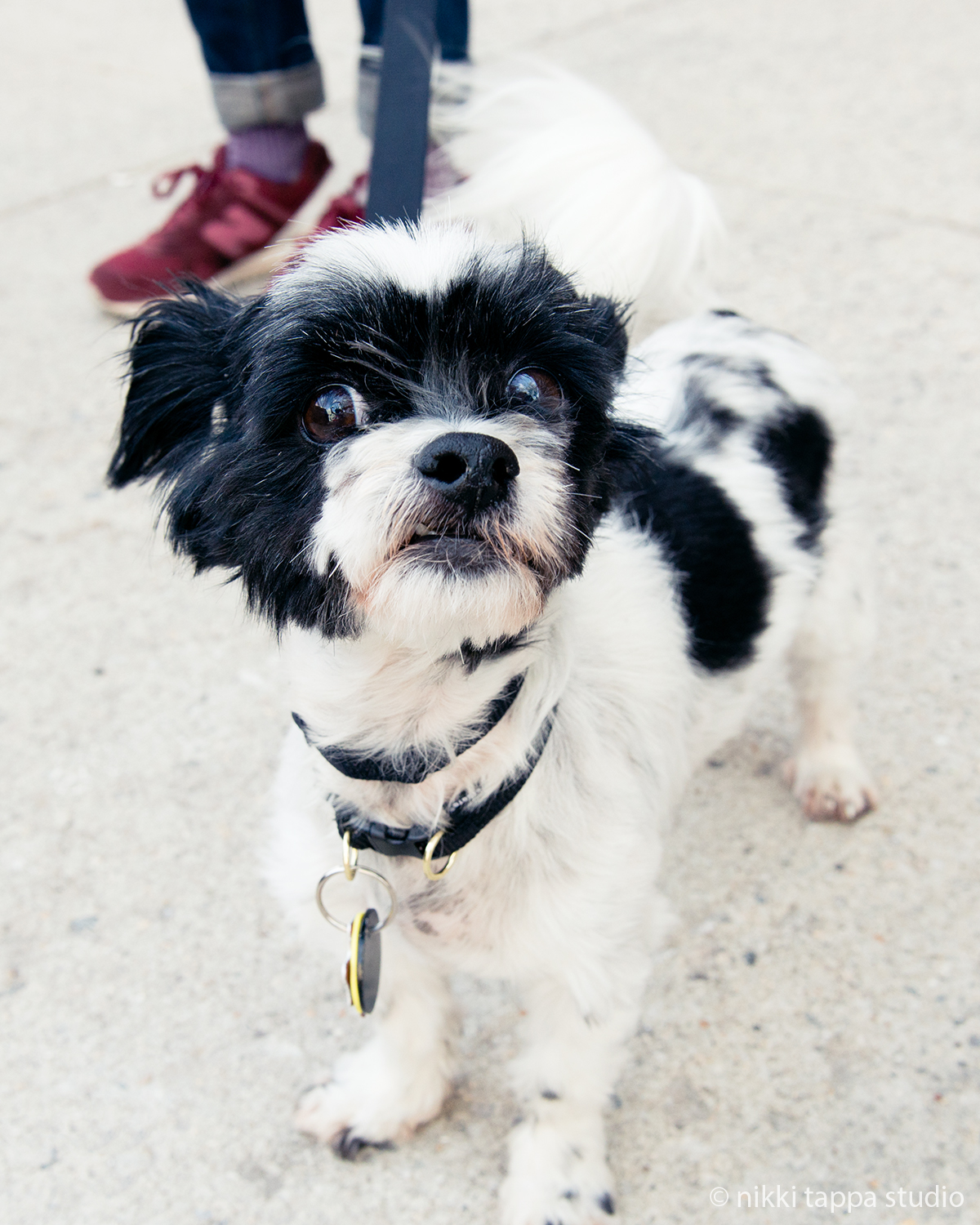 Hearts Bones Animal Rescue