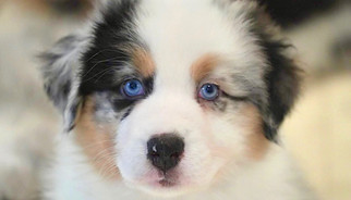 about | Stonefields Kennel オーストラリアンシェパード ブリーダー