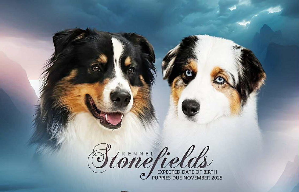 オーナー様募集中の仔犬たち