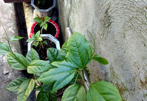 Mutation or Evolution?