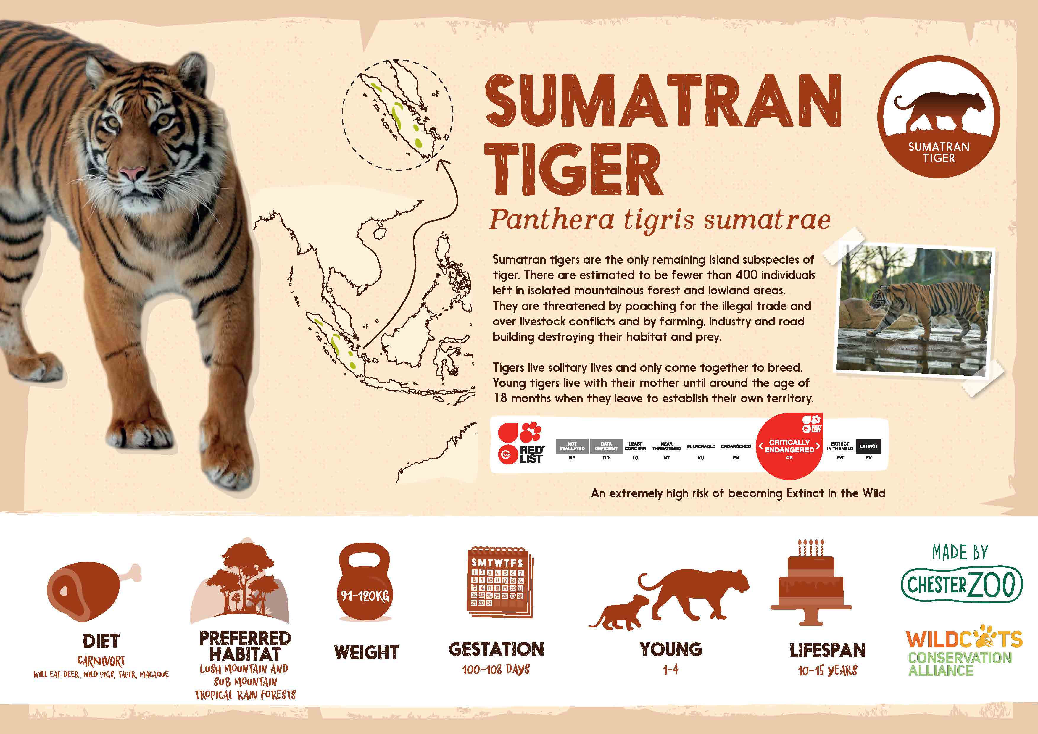 Sumatran Tiger Sign