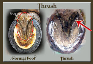 Treating Thrush In Your Horse