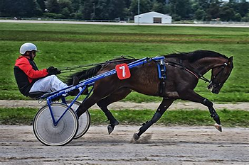 "Maximizing Performance in Horses: The Benefits of Mitachondral Supplement" "Maximizing Performance in Horses: The Benefits of Mitachondral Supplement"