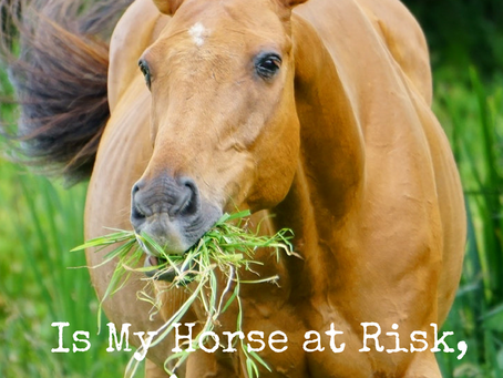Is Your Horse A Dirt or Sand Eater And What Could Be The Dangers?
