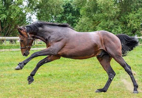 Unleashing the Power of IP6: Enhancing Equine Immunity and Wellness